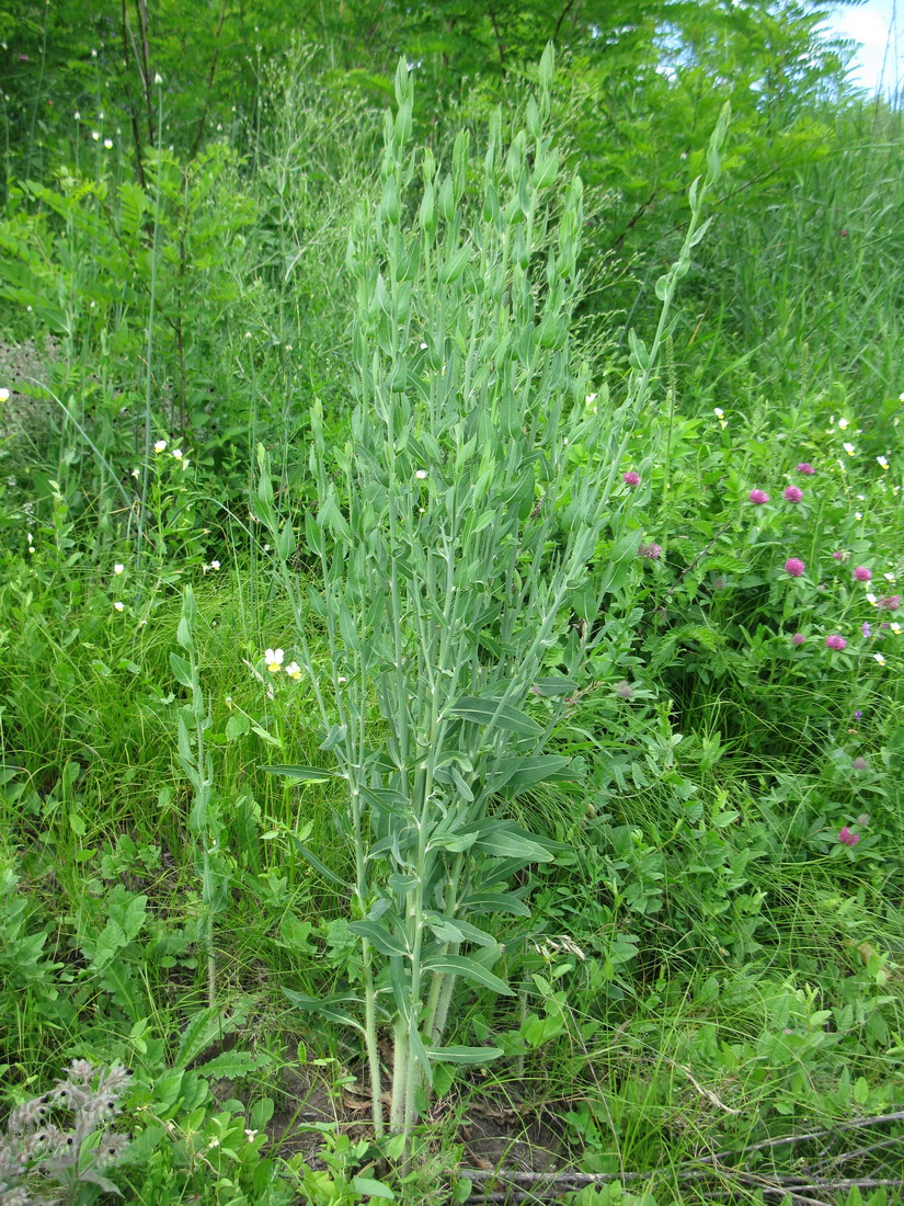 Изображение особи Chondrilla latifolia.