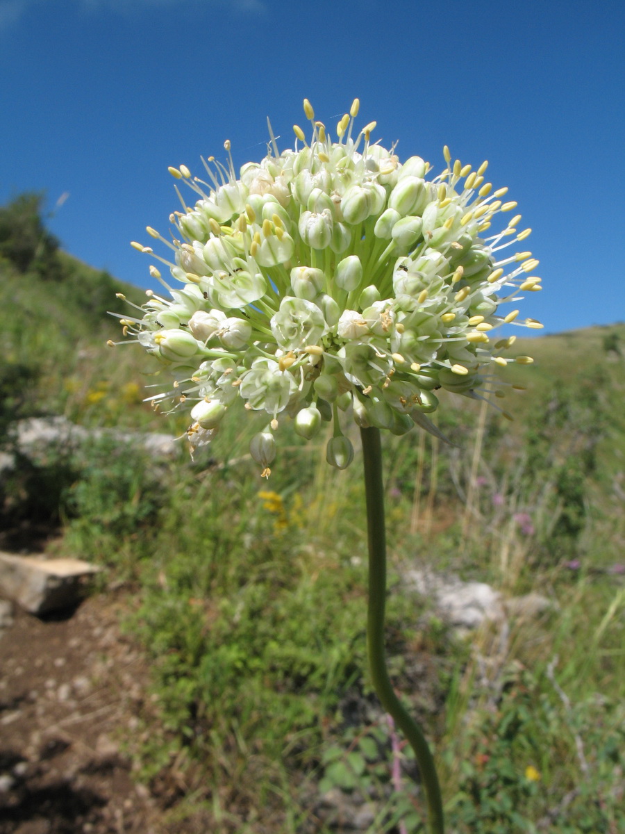 Изображение особи Allium drobovii.