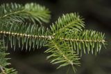 Abies cephalonica