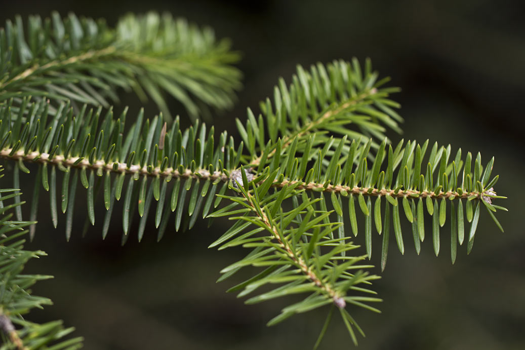 Изображение особи Abies cephalonica.