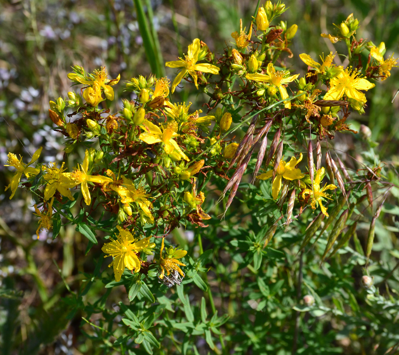 Изображение особи Hypericum perforatum.