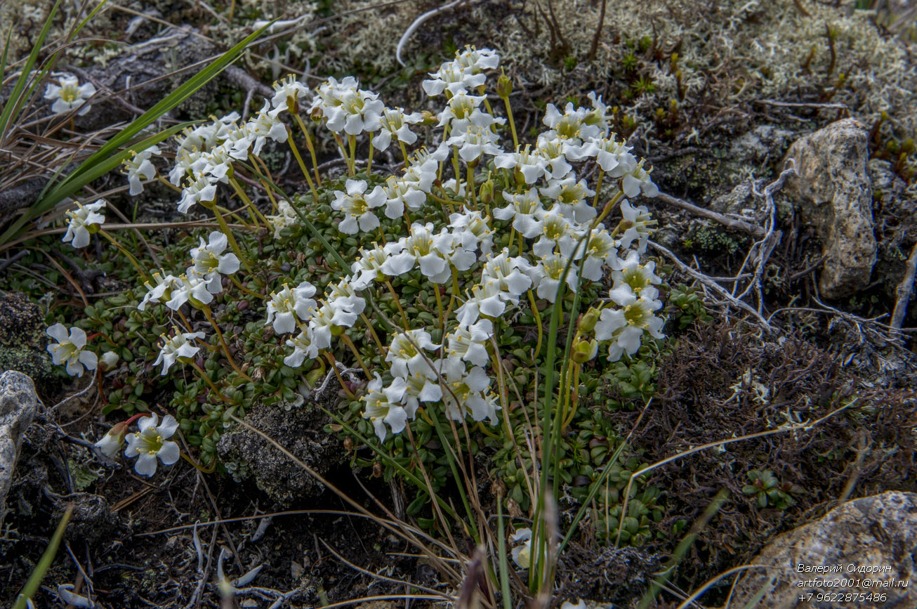 Изображение особи Diapensia obovata.