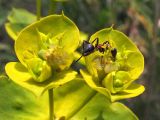 Euphorbia stepposa