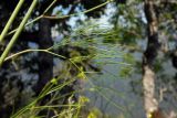 род Peucedanum