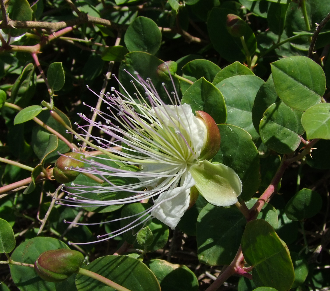 Image of Capparis zoharyi specimen.