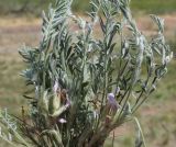 Astragalus sareptanus