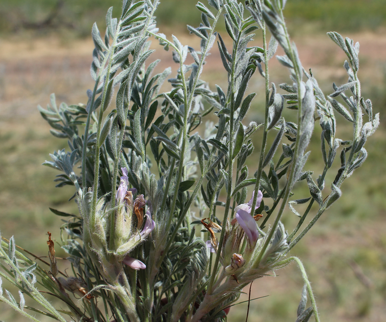 Image of Astragalus sareptanus specimen.