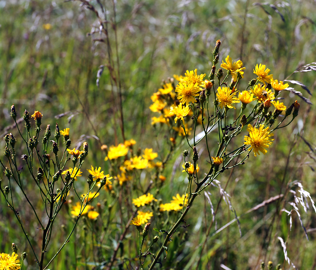 Изображение особи Hieracium umbellatum.