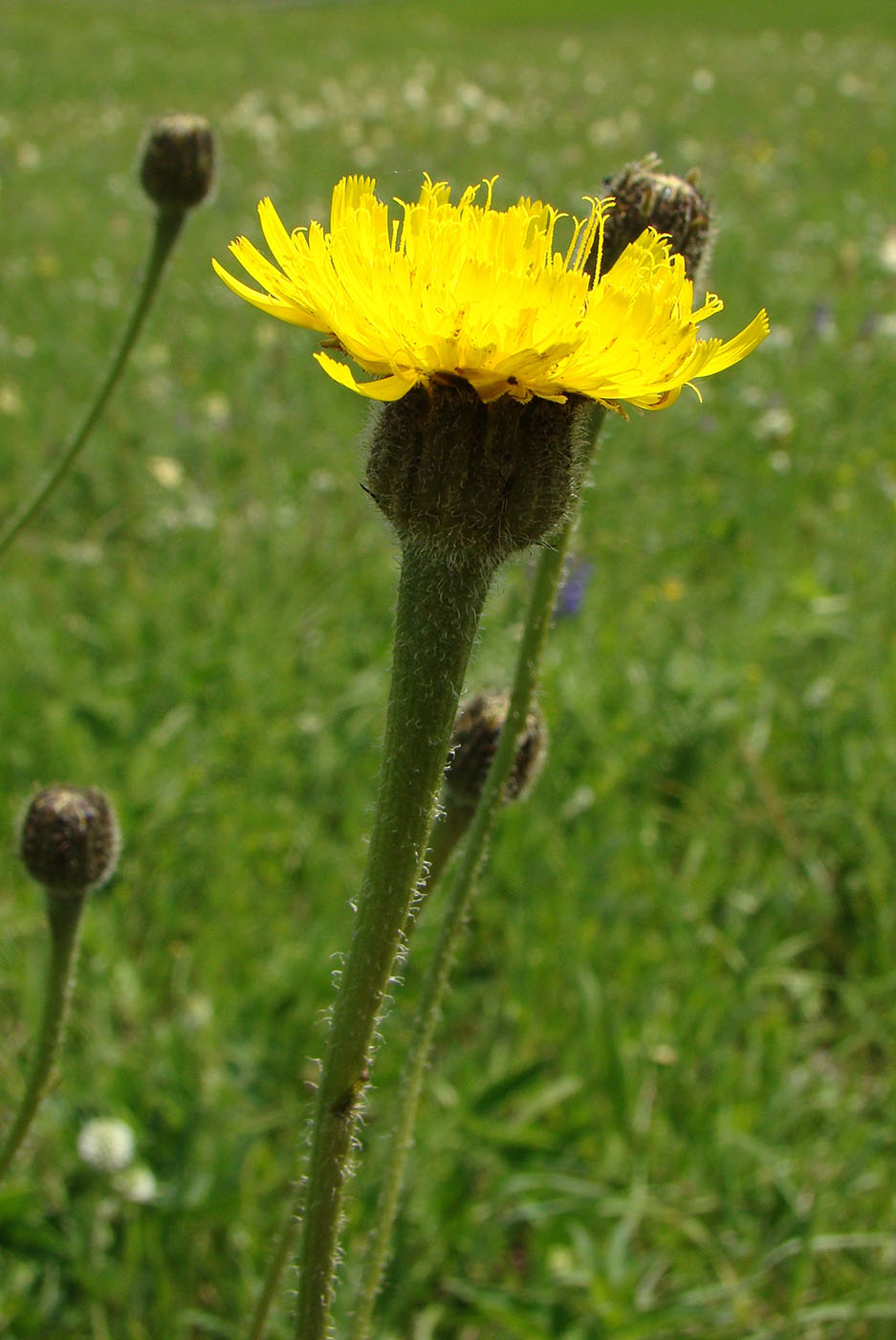 Изображение особи Trommsdorffia maculata.