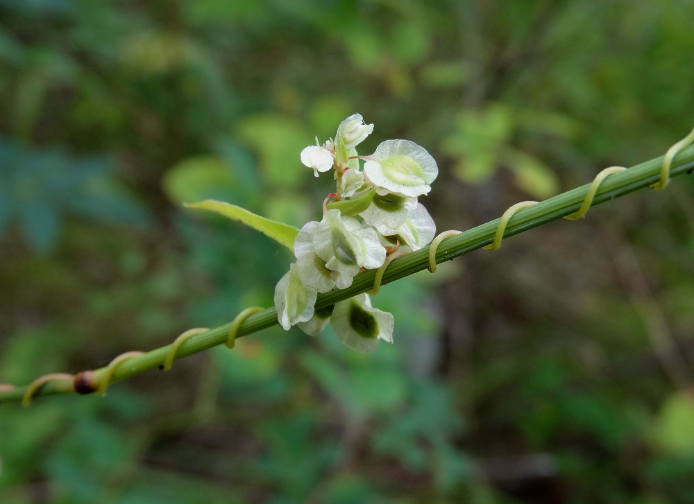 Image of genus Fallopia specimen.