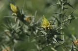 Carthamus lanatus