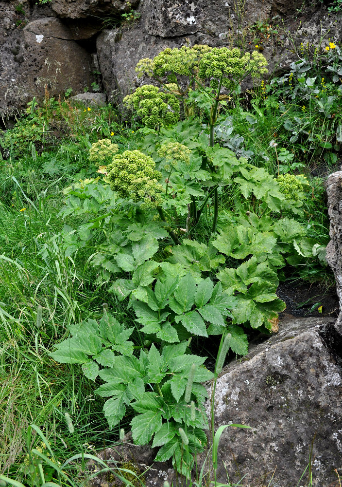 Изображение особи Archangelica officinalis.