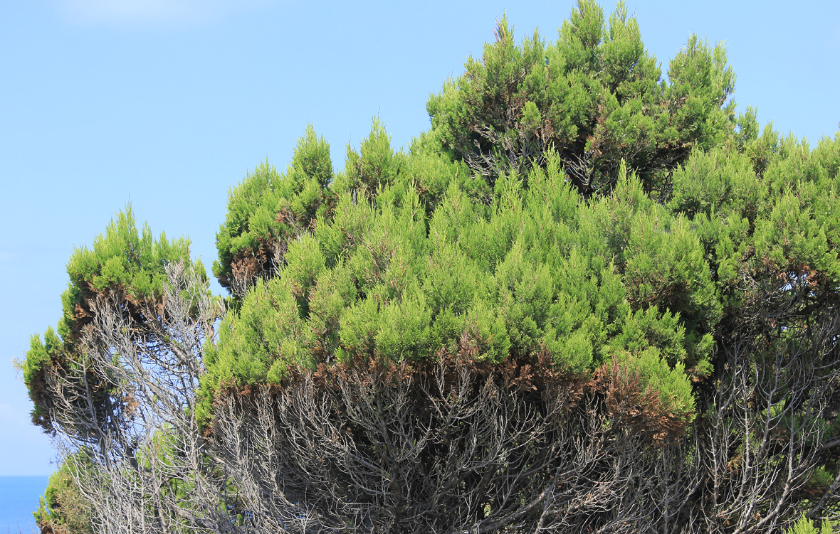 Изображение особи Juniperus excelsa.