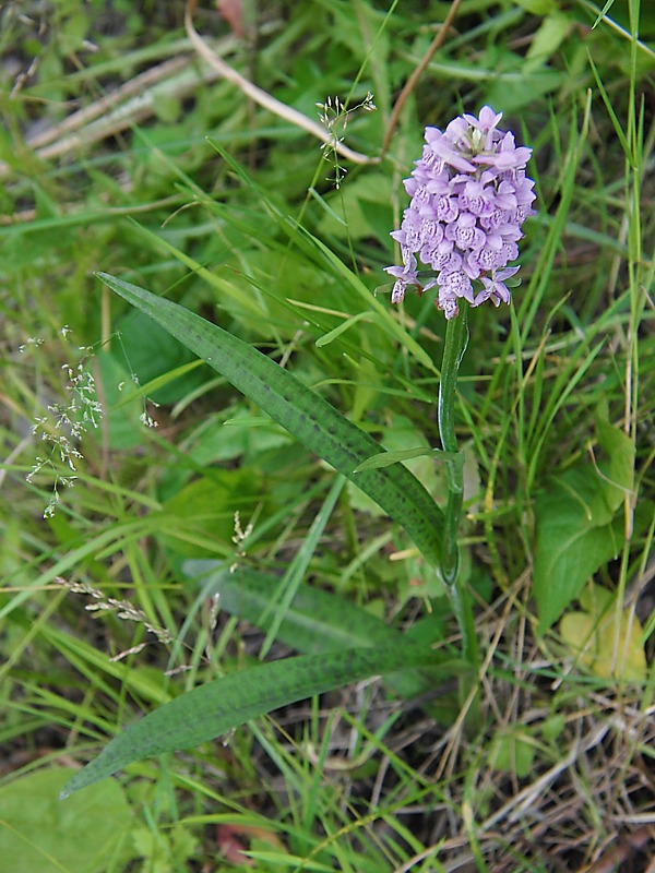 Изображение особи Dactylorhiza baltica.