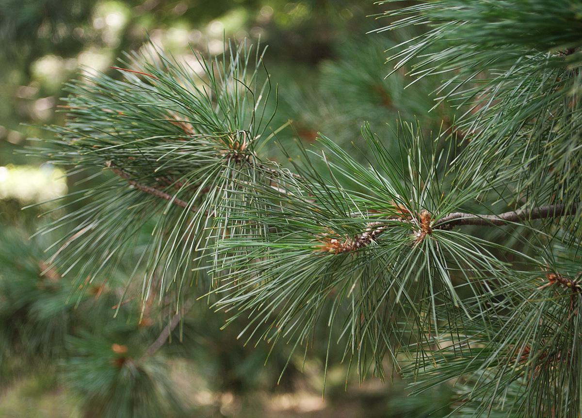 Изображение особи Pinus peuce.