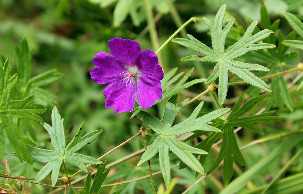 Image of Geranium sanguineum specimen.