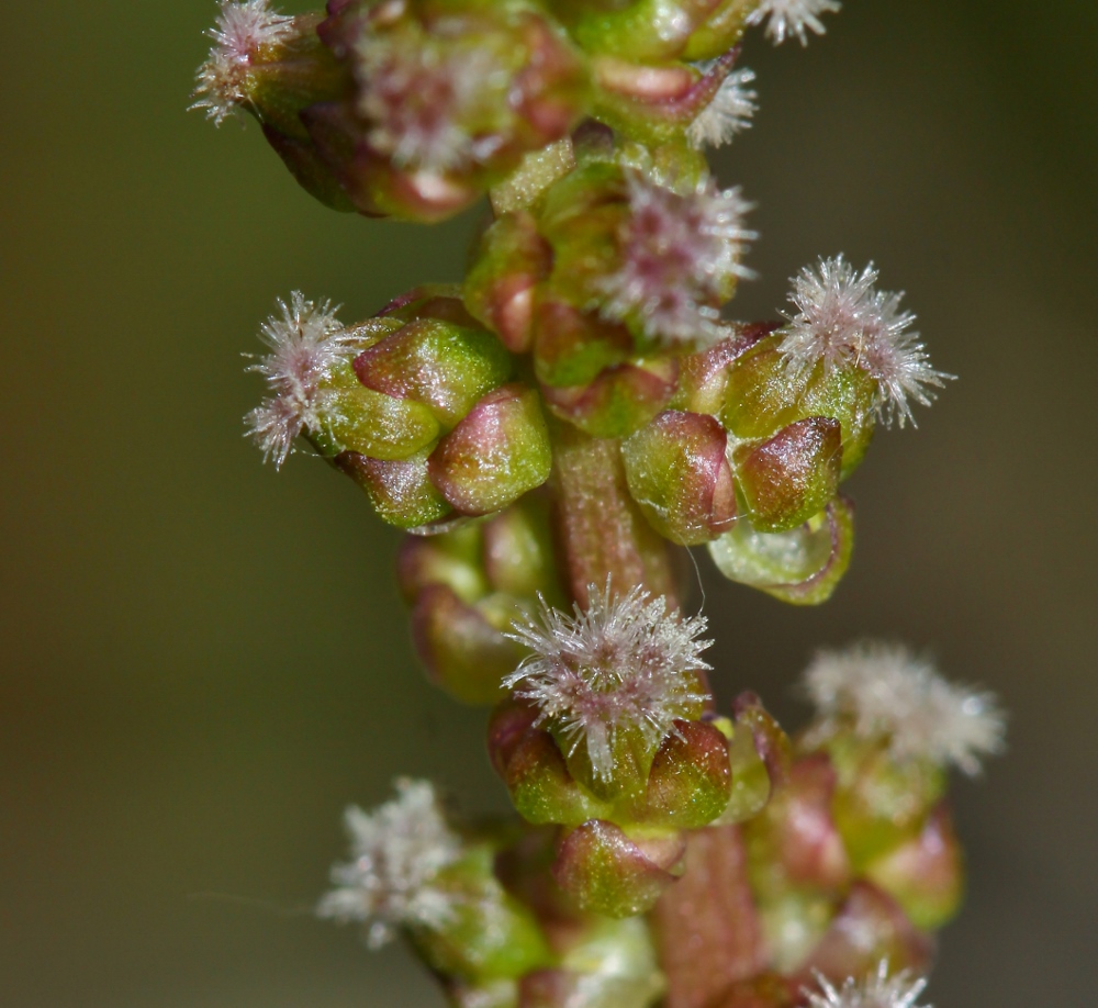 Image of Triglochin asiatica specimen.