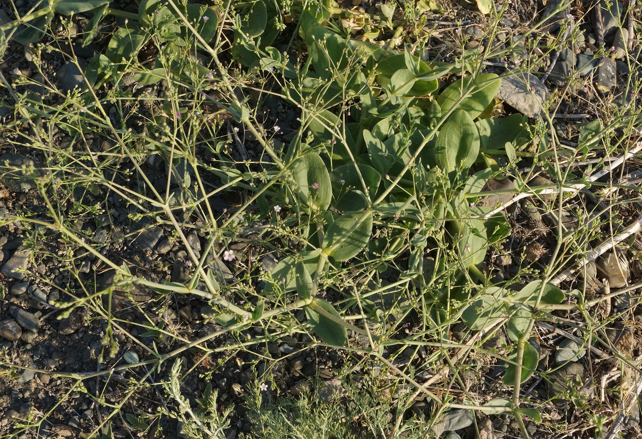 Изображение особи Gypsophila perfoliata.