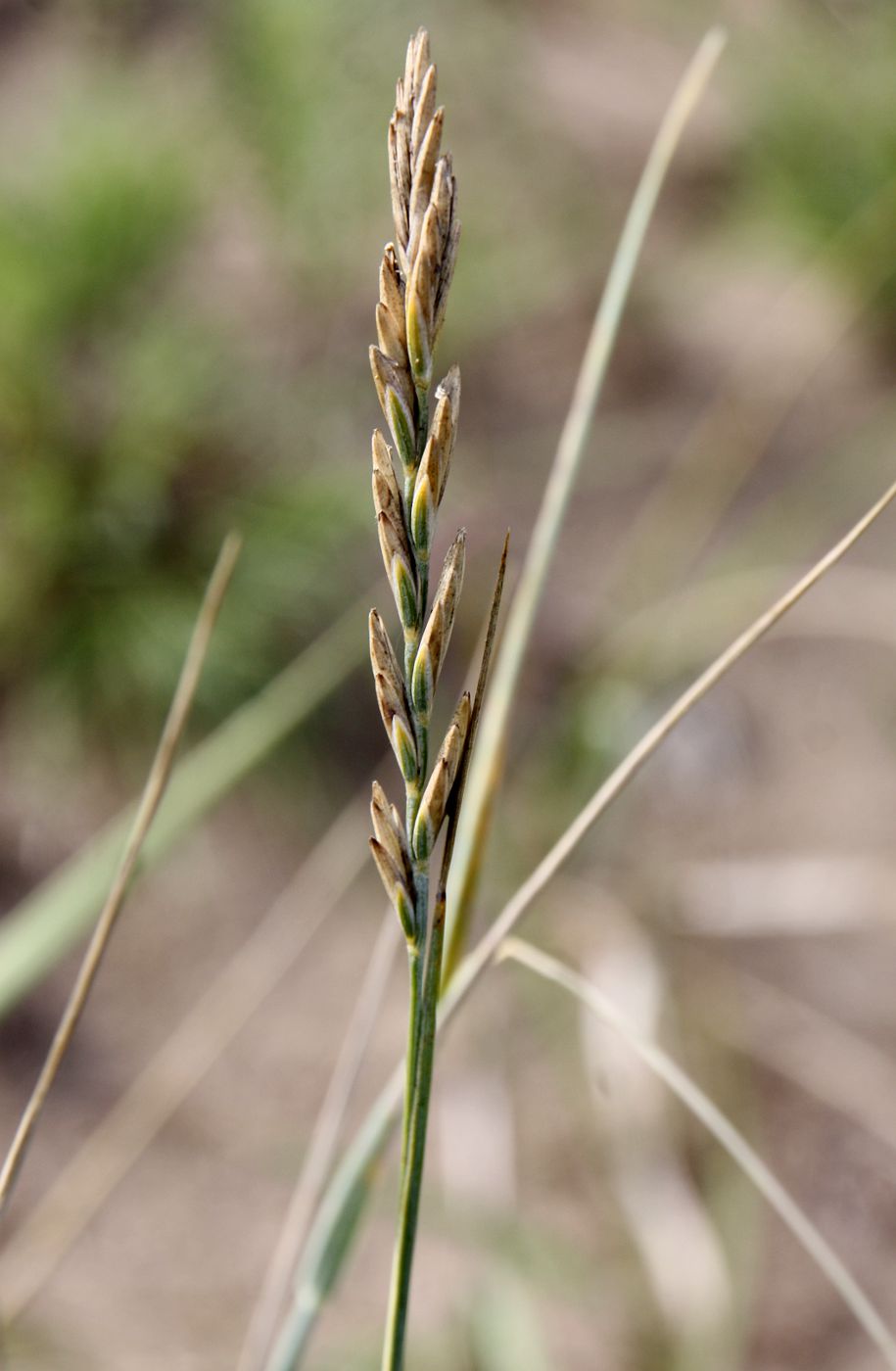 Изображение особи Elytrigia lolioides.