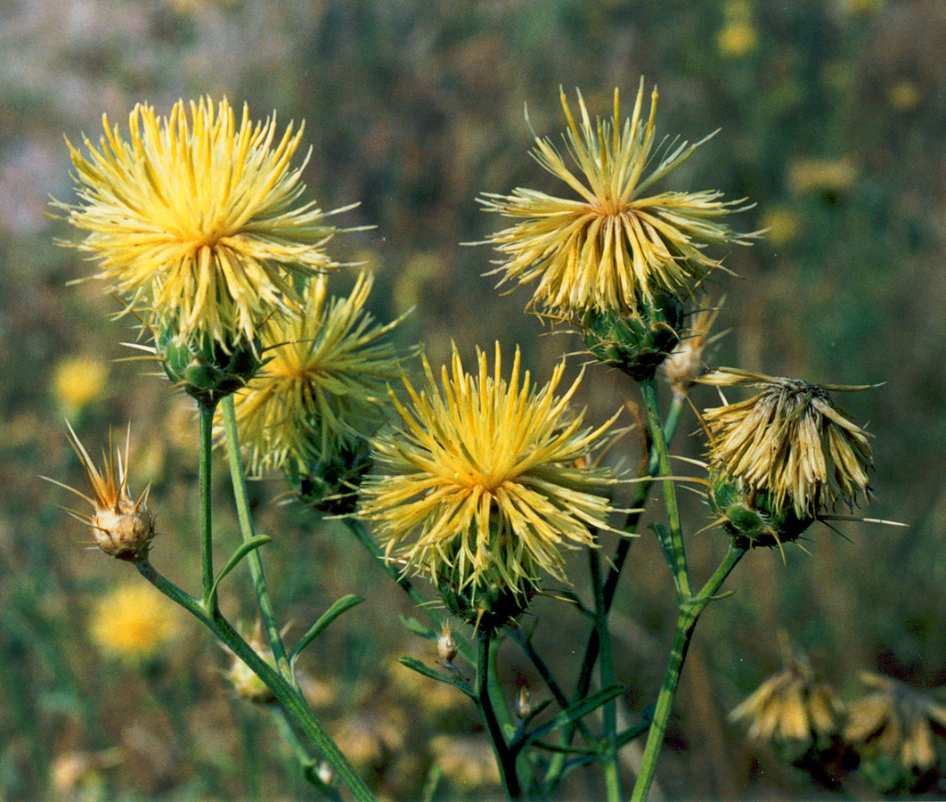 Image of Centaurea salonitana specimen.