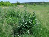 Cynoglossum officinale