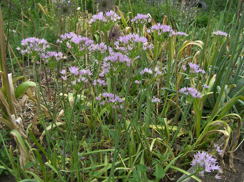 Изображение особи Allium unifolium.