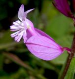 Polygala major