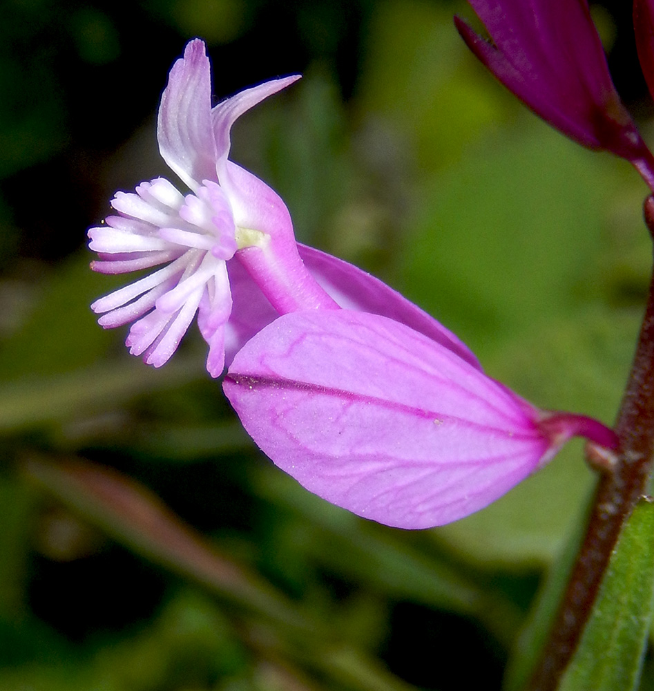 Изображение особи Polygala major.