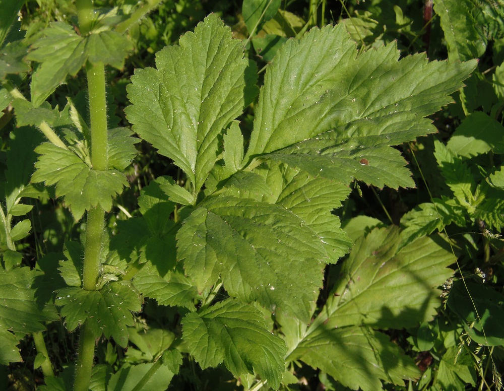 Изображение особи Geum aleppicum.
