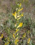 genus Chamaecytisus. Цветущая ветвь. Украина, Запорожская обл., Запорожский р-н, Малоекатериновское охотничье-рыболовное хозяйство, степь, возвышенность. 17.04.2016.