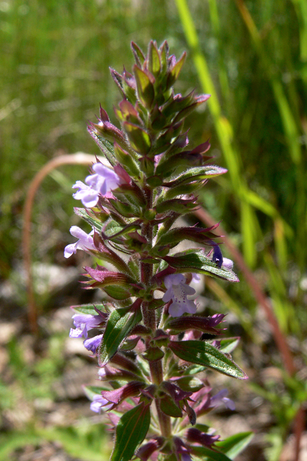 Image of Dracocephalum thymiflorum specimen.