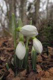 Galanthus plicatus