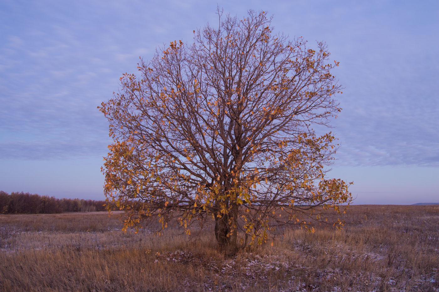 Image of Quercus robur specimen.