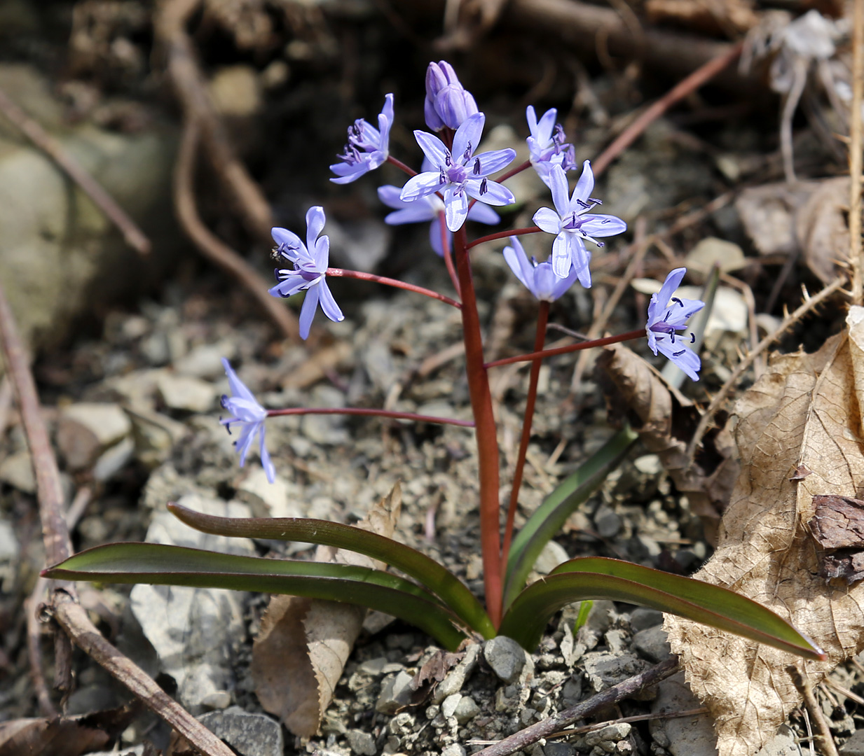 Изображение особи Scilla bifolia.