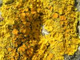 Xanthoria parietina