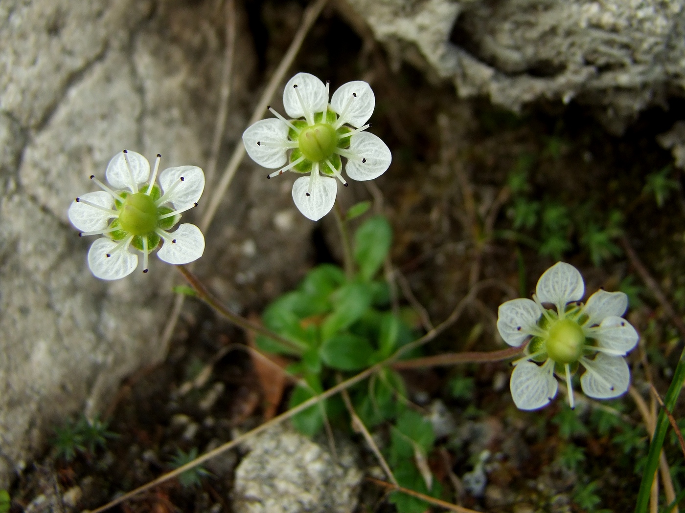 Изображение особи Micranthes merkii.