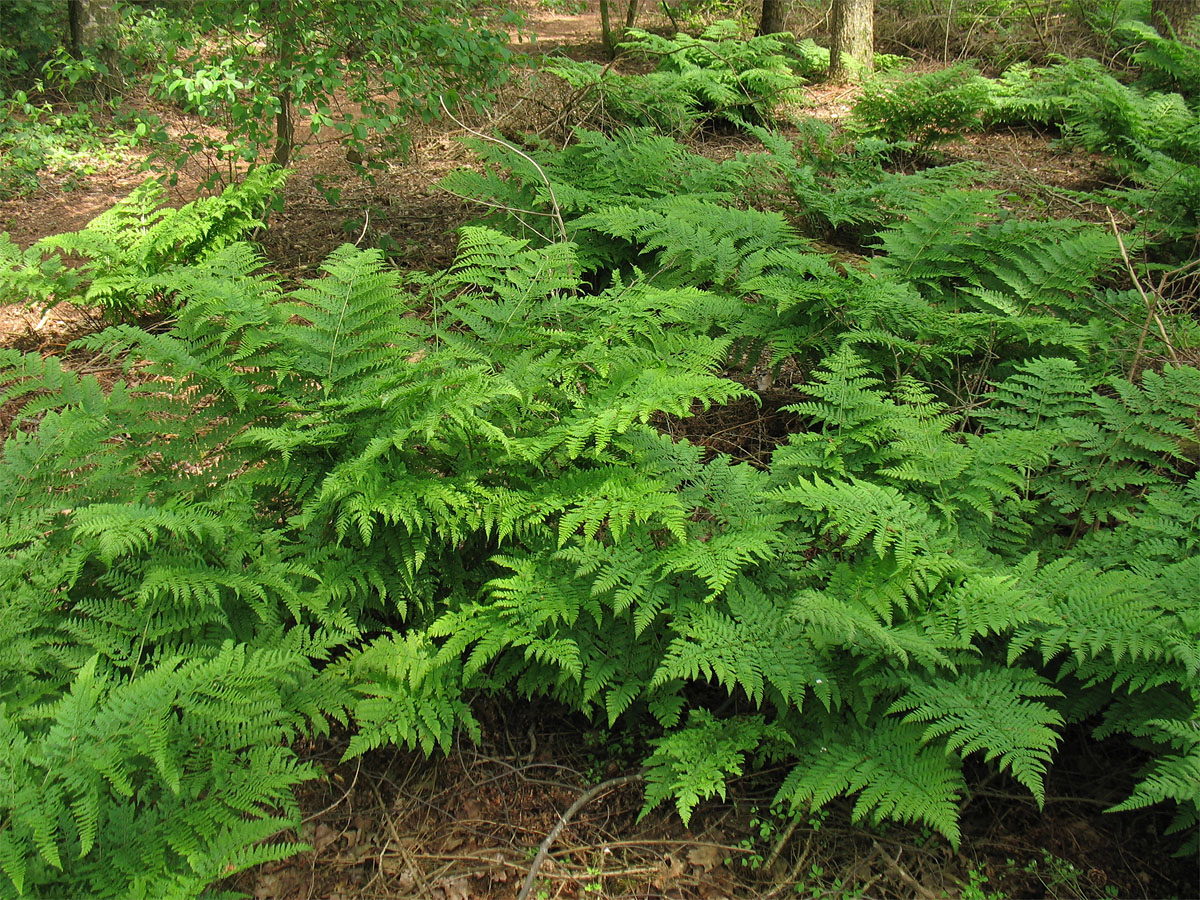 Image of Dryopteris dilatata specimen.