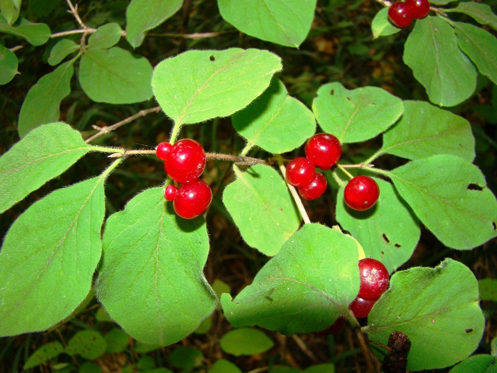 Image of Lonicera xylosteum specimen.