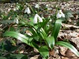 Galanthus woronowii