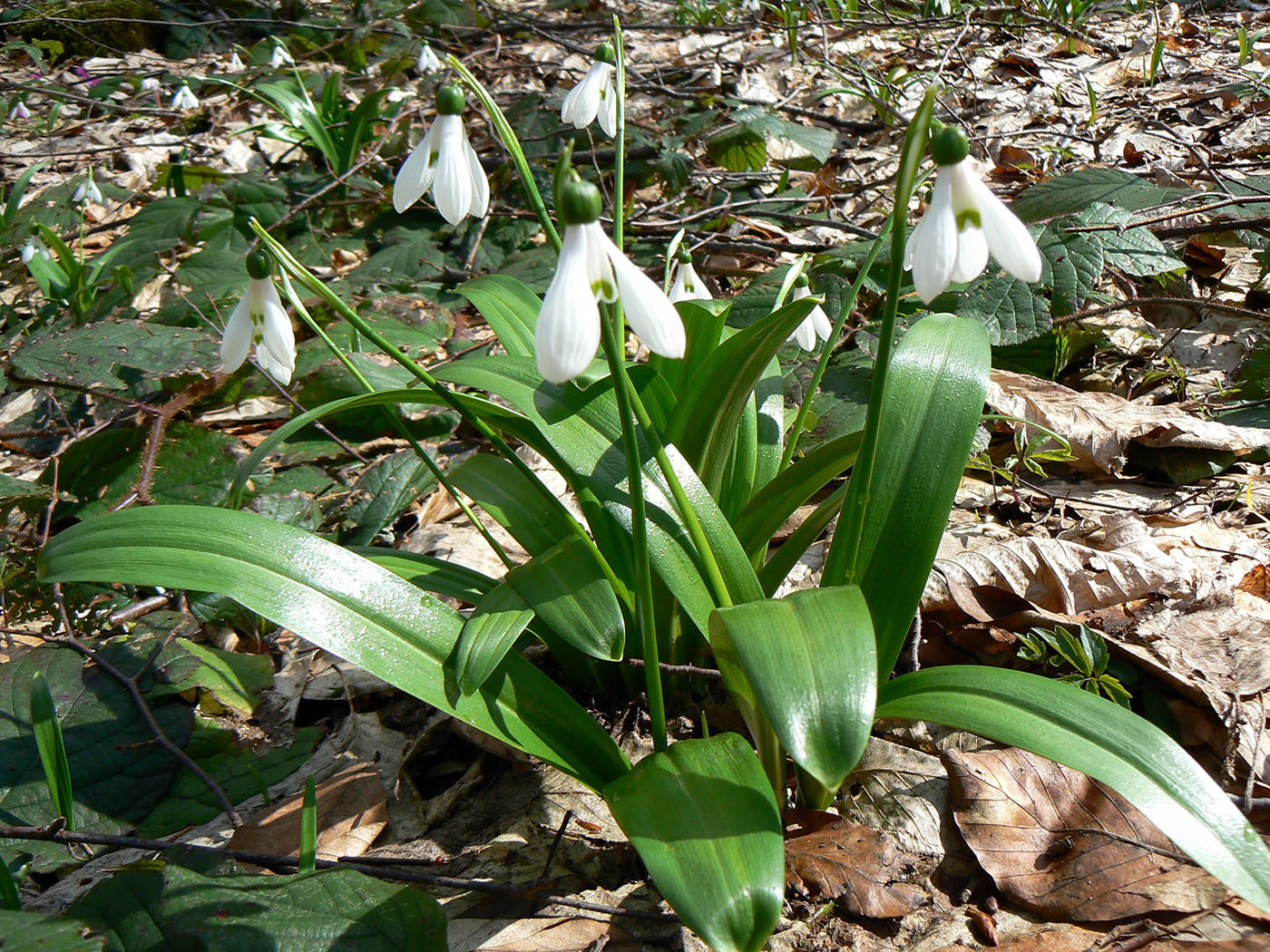 Image of Galanthus woronowii specimen.