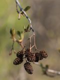 Alnus glutinosa. Верхушка ветви с прошлогодними соплодиями. Ростовская обл., Усть-Донецкий р-н, Нижне-Кундрюченский заказник, окр. станицы Нижнекундрюченская. 13.04.2017.