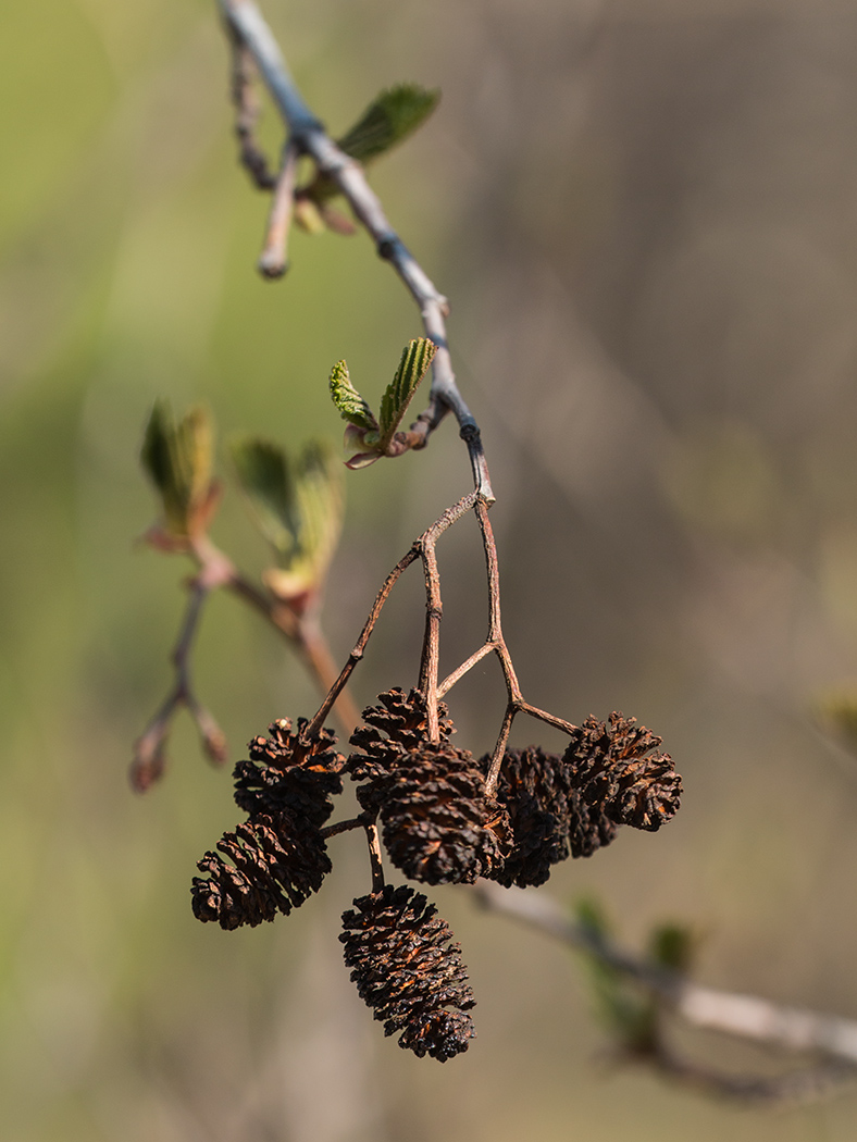 Изображение особи Alnus glutinosa.