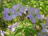 Geranium erianthum. Цветки, бутоны и завязавшиеся плоды. Магаданская обл., окр. г. Магадан, бухта Нагаева, Морпортовская сопка, каменноберезняк. 20.07.2015.