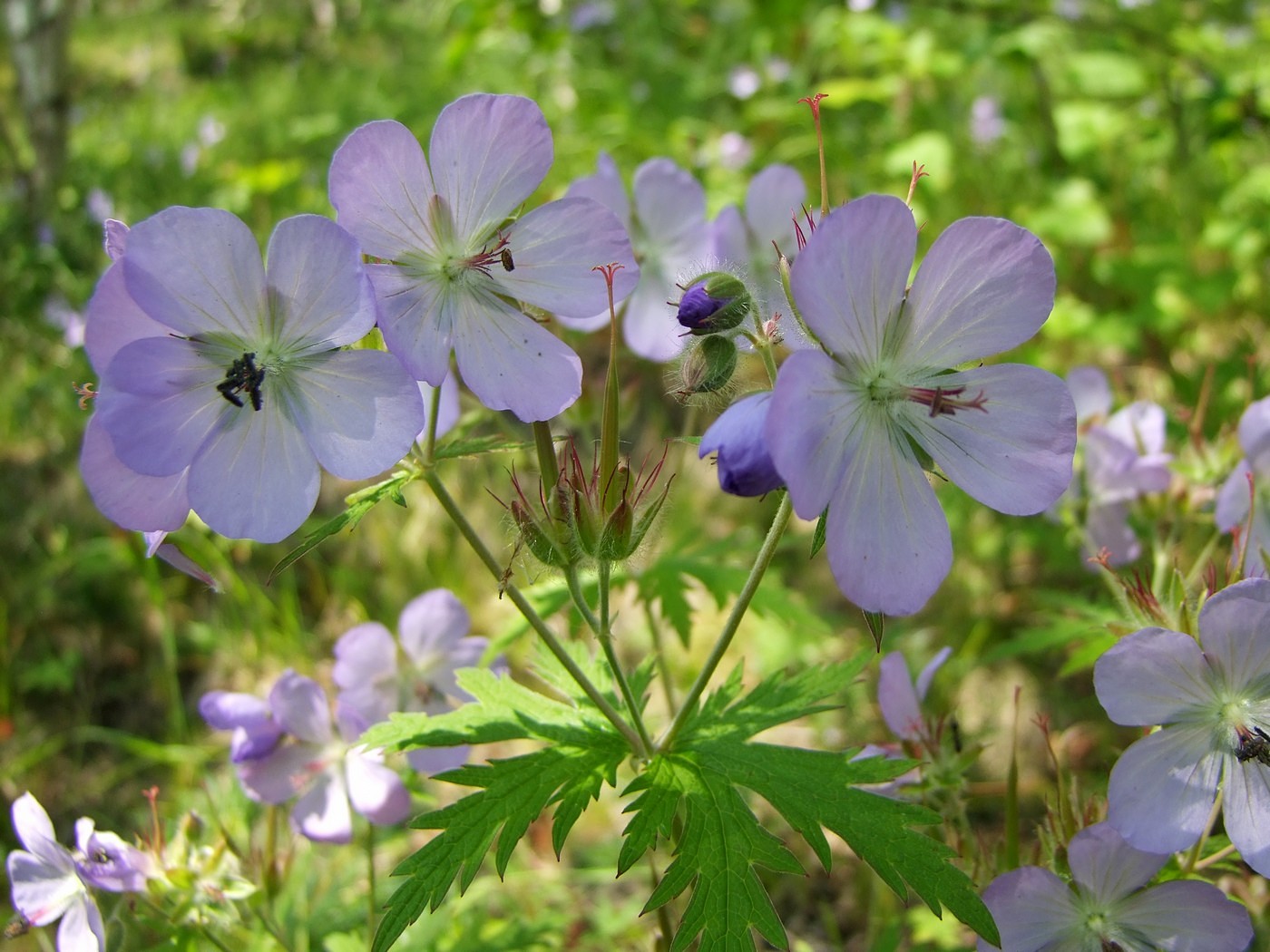 Изображение особи Geranium erianthum.