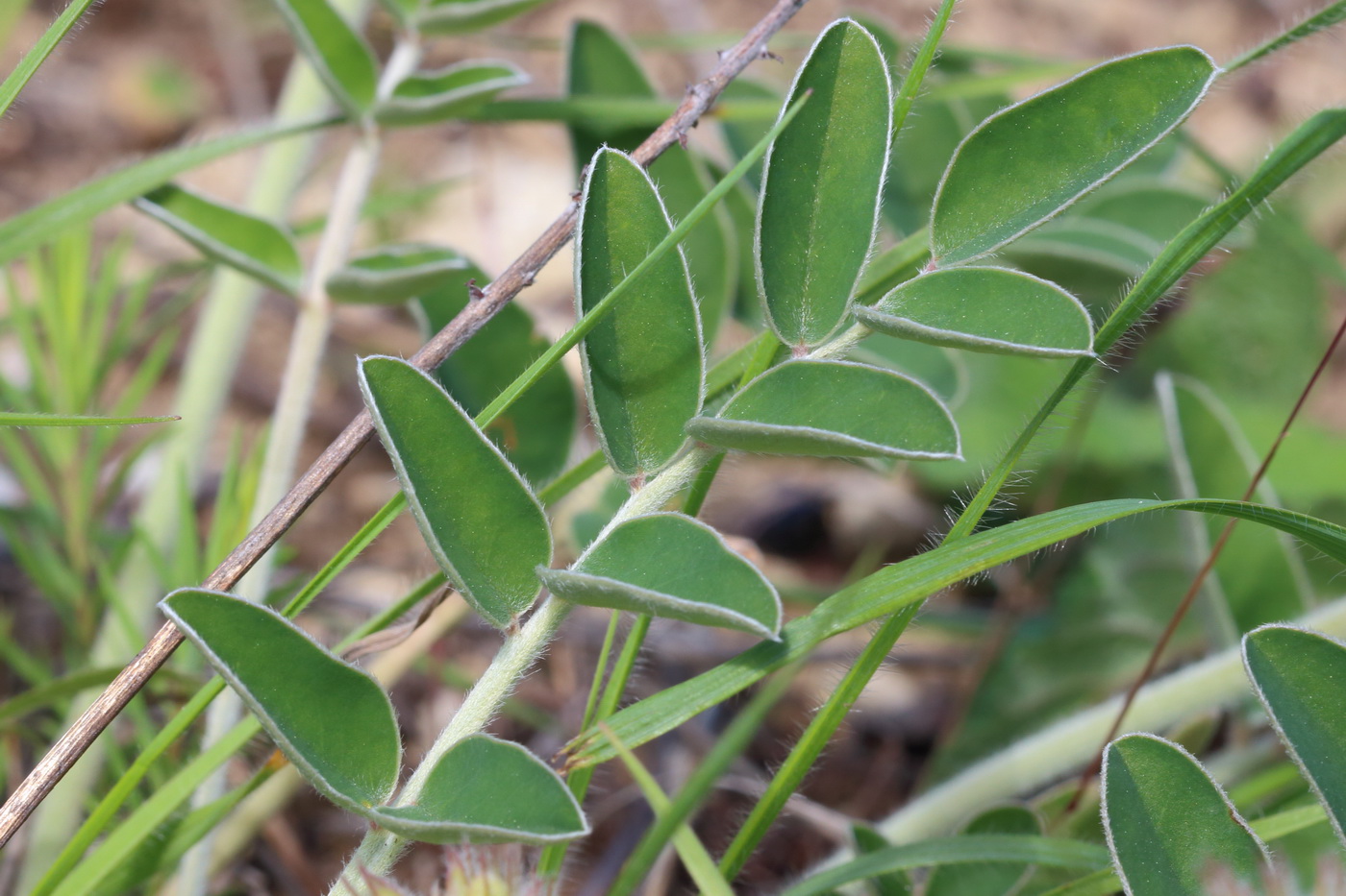 Image of Hedysarum grandiflorum specimen.