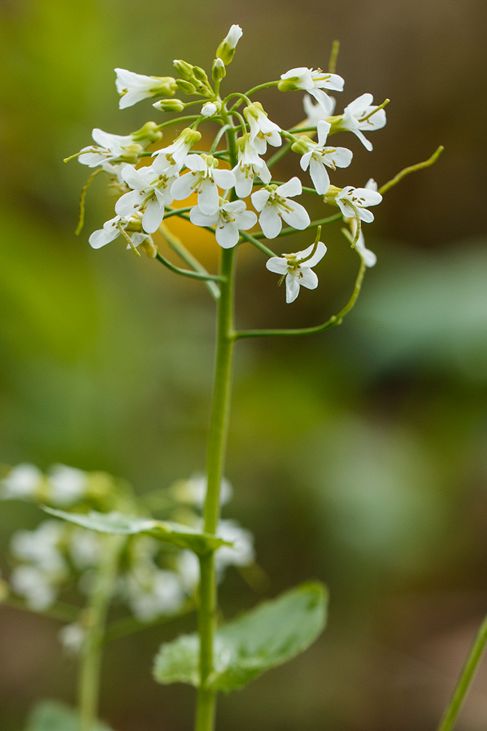Изображение особи Arabis nordmanniana.