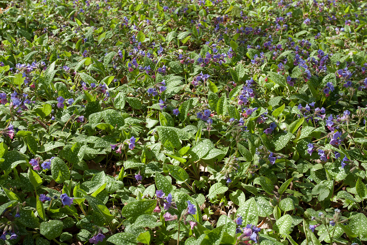 Изображение особи Pulmonaria officinalis.