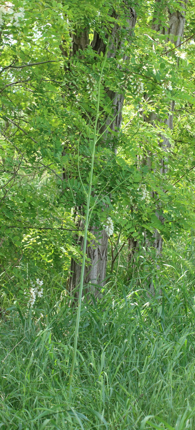 Image of Asparagus officinalis specimen.