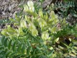 Astragalus utriger