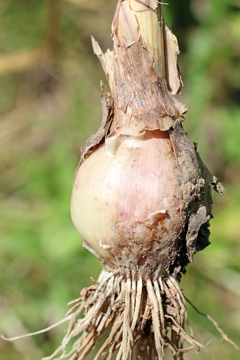 Image of Allium longicuspis specimen.